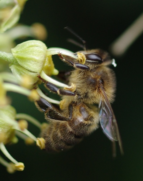 Que se passerait-il si toutes les abeilles disparaissaient ? | Les Colocs du jardin | Scoop.it