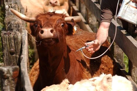 Dermatose Nodulaire Contagieuse : la vaccination des bovins corses s'accélère, 32 % du cheptel insulaire déjà vacciné | Actualité Bétail | Scoop.it