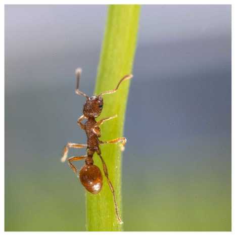 Ants   |   fourmi | My Photo | Scoop.it