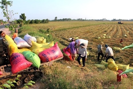 Vietnam: land issues and farmers employment | ASIES | Scoop.it
