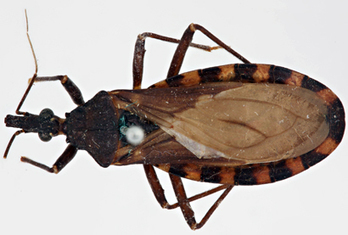 Des chercheurs argentins développent un appât artificiel pour les triatomes / Argentine Researchers Develop Artificial Attractant for Kissing Bugs | EntomoNews | Scoop.it