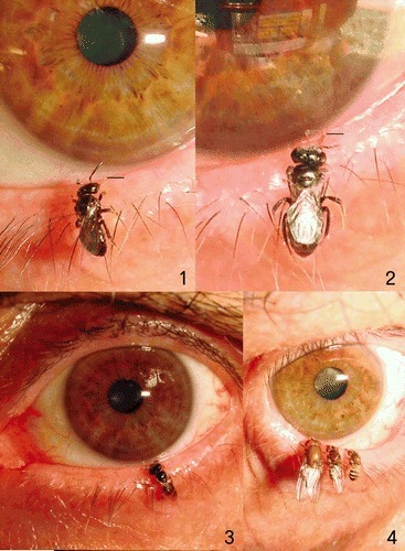 Bees That Drink Sweat From People&rsquo;s Skin and Tears From People&rsquo;s Eyes | Science News | Scoop.it