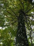 La for&ecirc;t primaire: sauvage, mais utile | Plan&egrave;te, Nature et Biodiversit&eacute; | Scoop.it