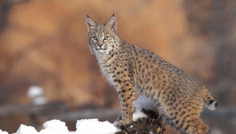 Ours, loups, lynx, vivre avec le monde sauvage à nos portes ! | Biodiversité - @ZEHUB on Twitter | Scoop.it