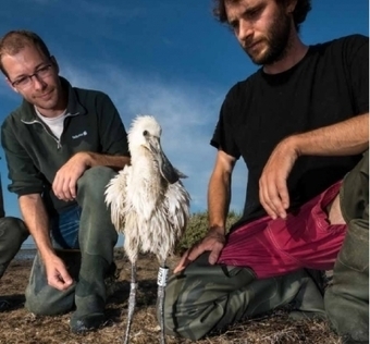 Des nouvelles des spatules blanches de Camargue | Tour du Valat | Camargue Nature | Scoop.it