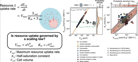 Linking Cell Size, Vmax and Km in Phototrophs and Chemotrophs: Insights From Bayesian Inference | emb | RMH | Scoop.it