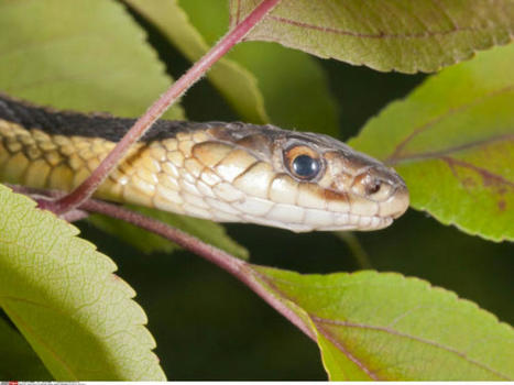 Les serpents aussi peuvent être sociables | Biodiversité | Scoop.it