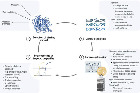 Improving plastic degrading enzymes via directe...