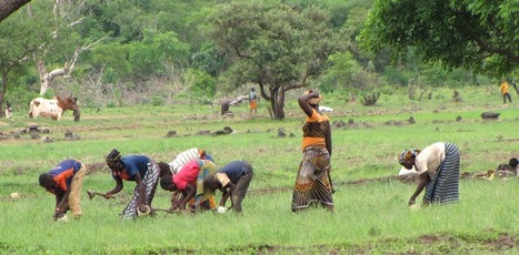 Why it's important to recognise multiple food systems in Africa | GTAV AC:G Y9 - Biomes and food security | Scoop.it