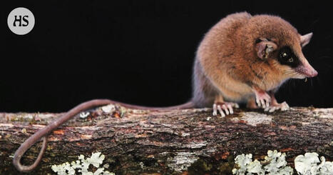 Hiiriopossumi voi olla viime vuoden uusista lajeista s&ouml;p&ouml;in | HS.fi | 1Uutiset - Lukemisen t&auml;hden | Scoop.it