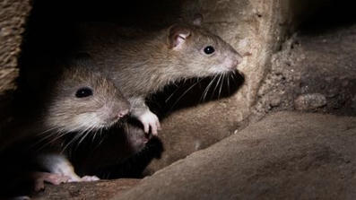 Hipp-vauvanruuan maahantuoja neuvoo: Tarkista, ett&auml; kannesta kuuluu &rdquo;klik&rdquo; | 1Uutiset - Lukemisen t&auml;hden | Scoop.it