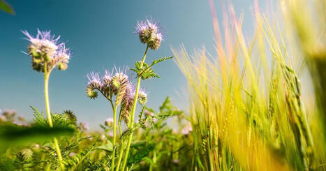 ENVIRONMENT: How big is the future for regenerative farming? | DURABILITES | Scoop.it