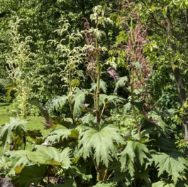 Rhubarbe de Chine, Rheum palmatum et officinale | Le Quotidien du Pharmacien | Le Mag | Histoire de plantes | Kunming-Yunnan | Scoop.it