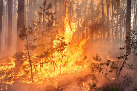 Not just climate change: Human activity is a major factor driving wildfires: Study weighs human influence in wildfire forecast through 2050 | Coastal Restoration | Scoop.it