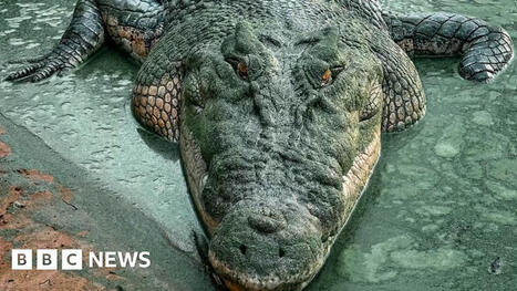 NT Australian election: Pet crocodile ban in the spotlight | Trans Tasman Migration | Scoop.it