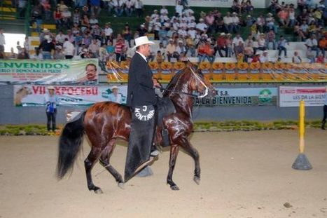 Caballos de "paso fino" se toman a Neiva | Caballo, Caballos | Scoop.it