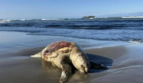 L'inqui&eacute;tude grandit face &agrave; la mort d'esp&egrave;ces marines au Mexique apr&egrave;s la mar&eacute;e noire sur les c&ocirc;tes de Veracruz / le 25.03.2026 | Pollution accidentelle des eaux (+ d&eacute;chets plastiques) | Scoop.it
