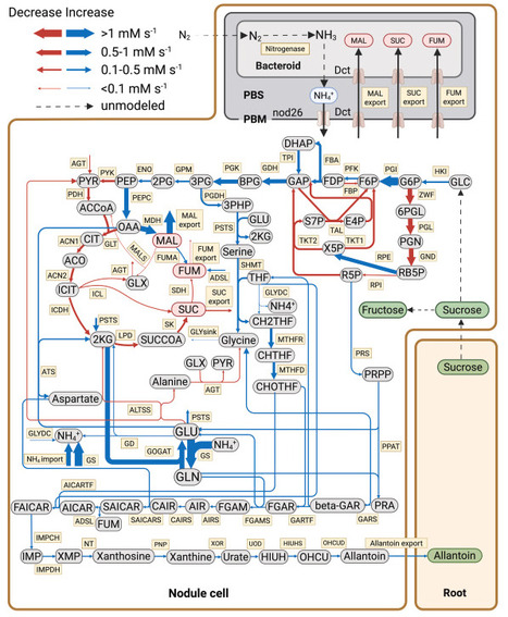 Kinetic model of a determinate legume root nodule reveals plant metabolic characteristics for more efficient nitrogen fixation symbiosis | meg | RMH | Scoop.it