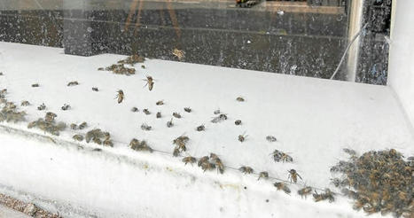 Invasion d’abeilles à Quimper : « Les tuer, c’était la seule chose à faire » | Variétés entomologiques | Scoop.it