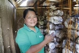 Mushroom growing business plan picture