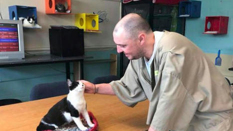 Gatos en la cárcel: Conoce la historia de los felinos que son usados como terapia para los presos | Personas y Animales | Scoop.it