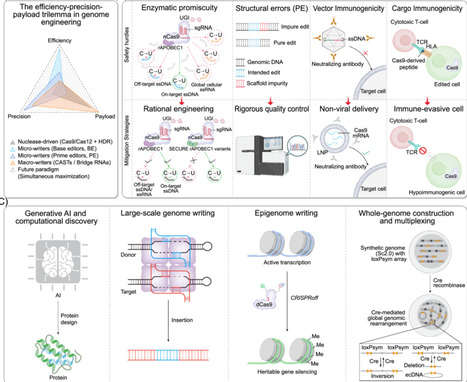 Strategies and mechanisms of precision genome engineering: From gene editing to genome writing | RMH | Scoop.it