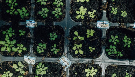 Face aux changements climatiques, Arabidopsis thaliana &eacute;volue vite et de fa&ccedil;on pr&eacute;visible | Veille UrbaLyon : Sant&eacute; environnementale & bienfaits du v&eacute;g&eacute;tal | Scoop.it