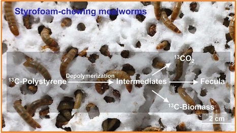 Polyéthylènophagie | EntomoNews | Scoop.it