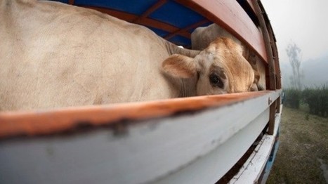 Largest halal beef farm to be built in Kazakhstan | The Asian Food Gazette. | Scoop.it