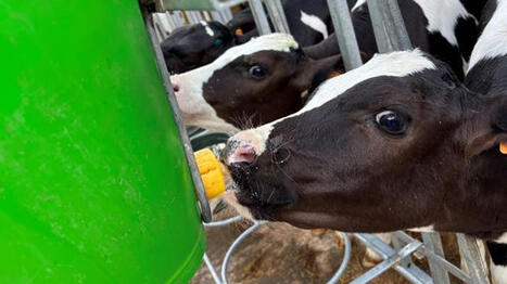 Tout savoir sur la composition de la poudre de lait pour les veaux | SCIENCES DE L' ANIMAL | Scoop.it