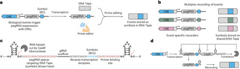 Multichannel genomic recording of biological information with ENGRAM | Npc | RMH | Scoop.it
