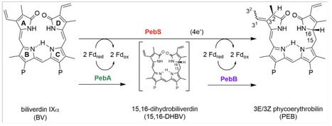 Phylogenetic support of pebS as a phage-exclusive auxiliary metabolic gene | brvm | RMH | Scoop.it