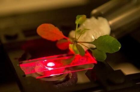 Kurzweil : "Electronic, sensors, photoabsorbers | Nanobionic superplants | Ce monde à inventer ! | Scoop.it
