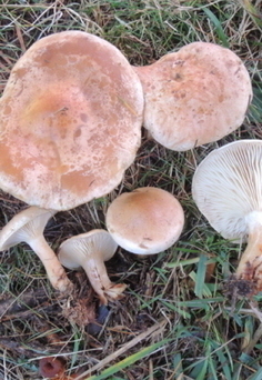 [Hautes-Alpes] Un nouveau champignon toxique découvert | Toxique, soyons vigilant ! | Scoop.it