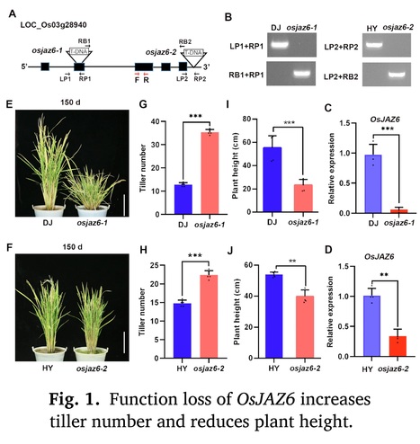 The JA-OsJAZ6-DELLA module controls the tillering and drought stress response in rice | Plant hormones (Literature sources on phytohormones and plant signalling) | Scoop.it