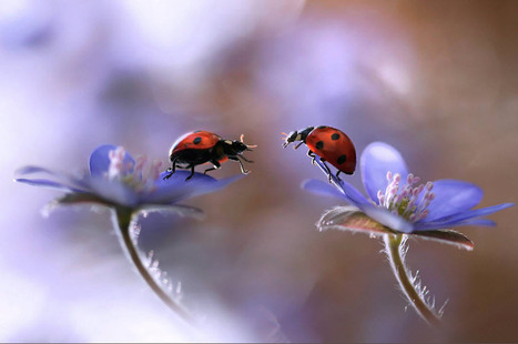 The Spirit Of Spring by Tammy Bergström | My Photo | Scoop.it