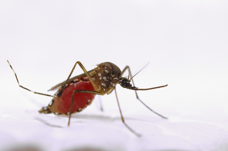 Paludisme, Zika : L'utilisation de certains antiparasitaires pour chiens et chats permettrait d'éviter les épidémies saisonnières | EntomoNews | Scoop.it