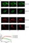 PLoS Pathogens: Chemoenzymatic Site-Specific Labeling of Influenza Glycoproteins as a Tool to Observe Virus Budding in Real Time | Virology News | Scoop.it