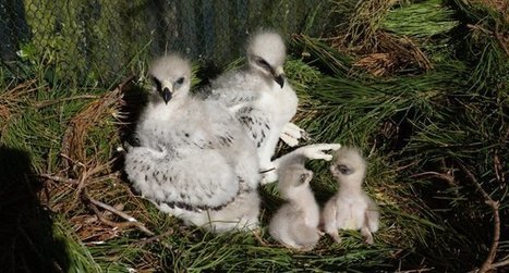 LIFE Aigle de Bonelli une reproduction en captivit&eacute; pleine d&rsquo;espoir | Biodiversit&eacute; | Scoop.it