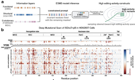 Efficient exploration of sequence space enables rapid generation of functional genome editors | brvbe | RMH | Scoop.it