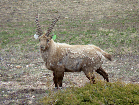 Parc national des Ecrins | Des suivis complémentaires pour les bouquetins des Cerces | Biodiversité | Scoop.it