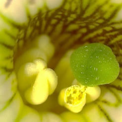 Lors de son ouverture, la fleur de pétunia émet une molécule volatile entre ses organes reproducteurs — pistil et étamine —, permettant la communication qui induit le développement normal du pistil | Les Colocs du jardin | Scoop.it