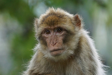 COVID-19 Reinfection Not a Concern, Monkey Study Suggests | Virus World | Scoop.it