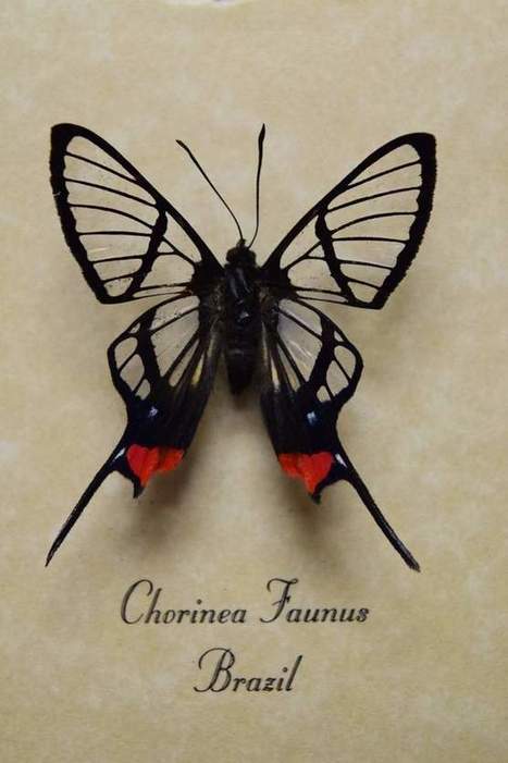 Ce papillon aux ailes transparentes pourrait un jour nous sauver la vue / This butterfly's transparent wings could one day save people's vision | EntomoNews | Scoop.it