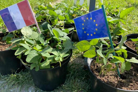 Le RDUE, un passeport pour le soja origine France ?&nbsp; | ITERG - Veille sectorielle | Scoop.it