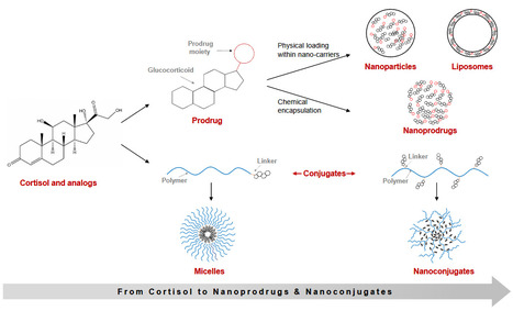 Nanoprodrogues et Nanoconjugués pour l'administration de glucocorticoïdes | Life Sciences Université Paris-Saclay | Scoop.it