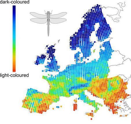 Papillons et libellules perdent leurs couleurs avec le réchauffement climatique | EntomoNews | Scoop.it