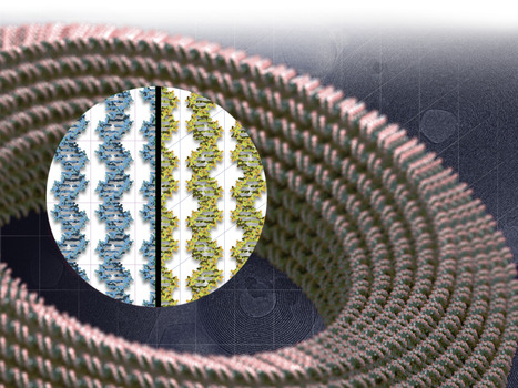 Les corrélations helicoïdales controllent la forme des assemblages d'ADN et la structure de la double hélice | Life Sciences Université Paris-Saclay | Scoop.it