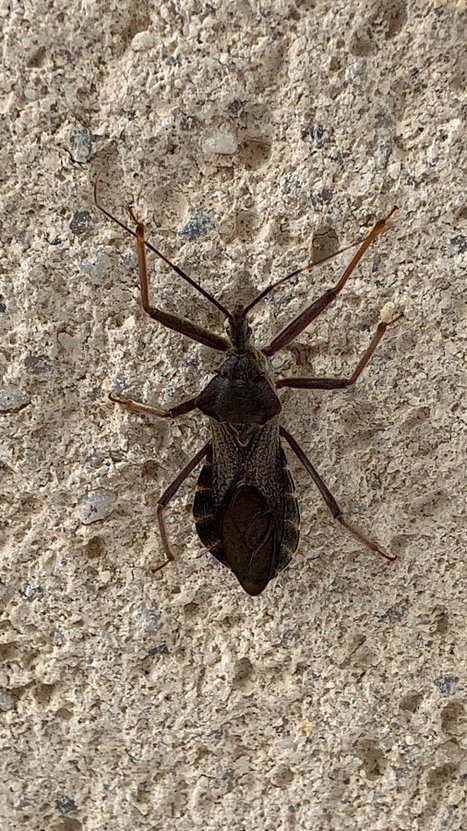 Isyndus obscurus, une punaise nouvelle pour la France, mais également pour toute l’Europe, vient d'être observée en Dordogne | EntomoNews | Scoop.it