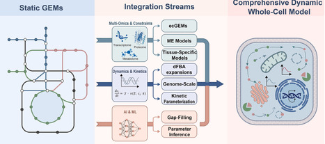 Next-generation metabolic models: From multi-constraint integration to AI-driven whole-cell kinetic simulation | cin | RMH | Scoop.it